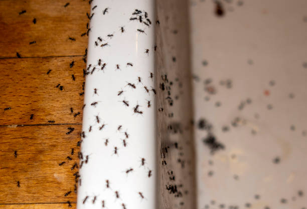 Best Local Pest Control Services  in Newark, IL