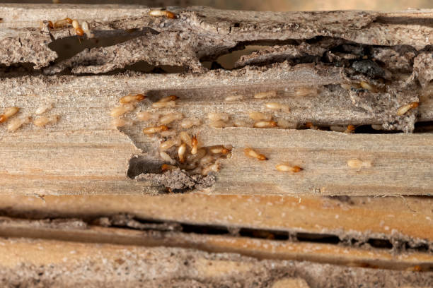 Best Ant Control Services  in Newark, IL