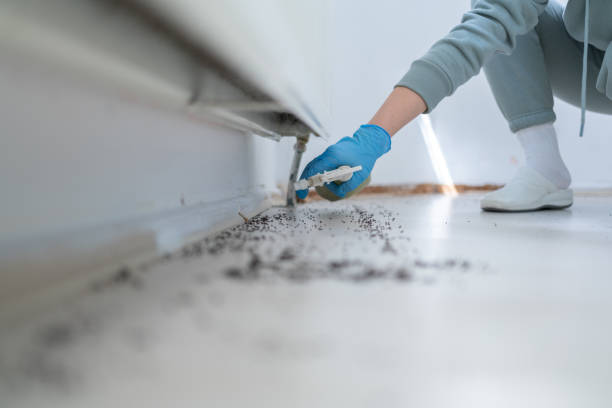 Best Termite Control Services  in Newark, IL